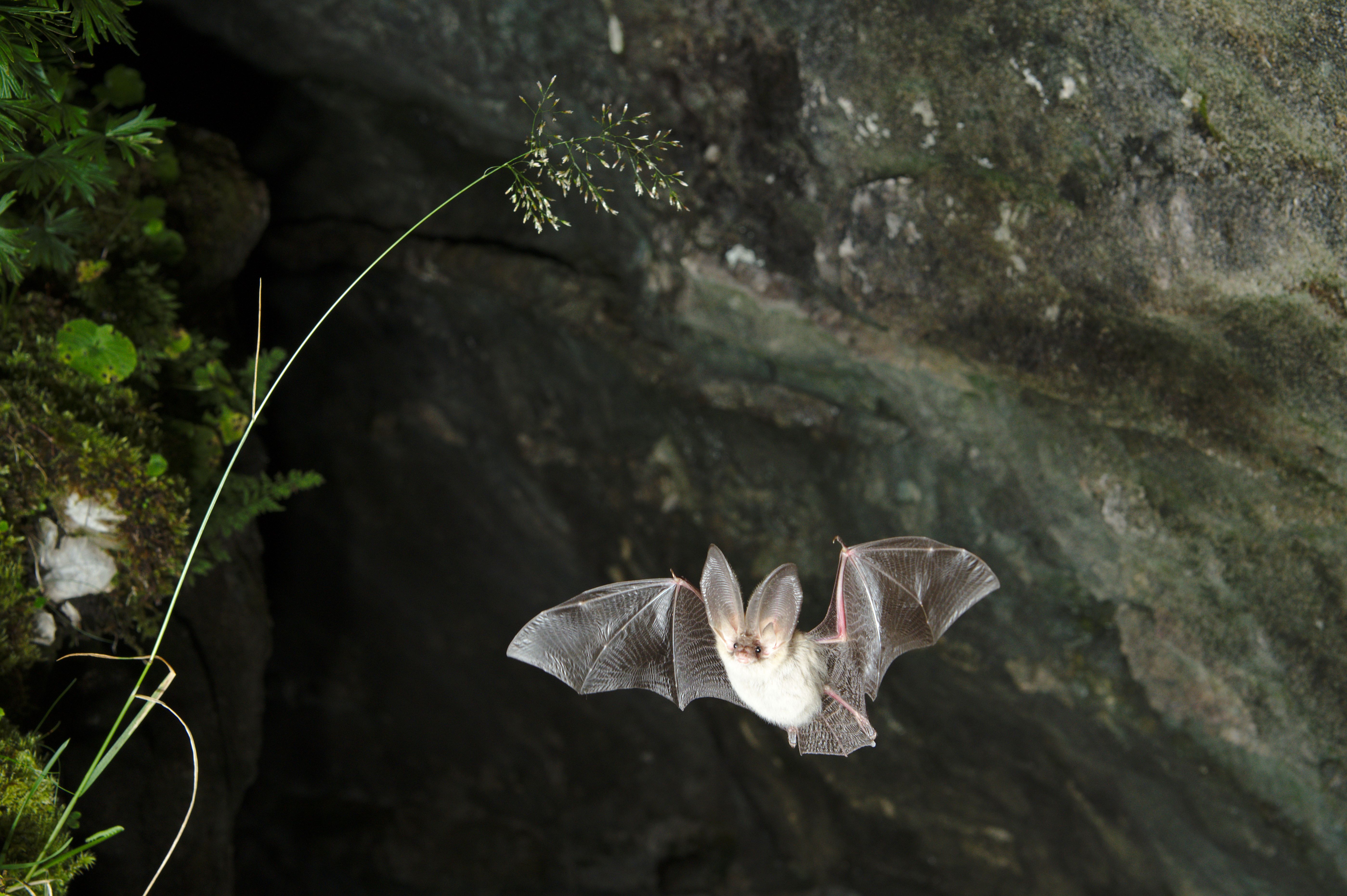 Une Nuit pour observer les chauves-souris de plus près